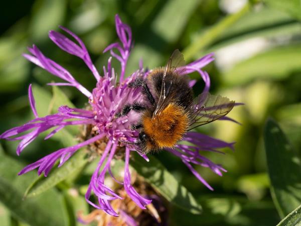 Akkerhommel (Bombus pascuorum)